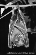 Bare-backed Fruit Bat