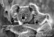 Koala & Baby