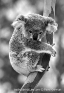Koala (Happy Birthday)