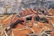 Smooth Knob-tailed Gecko