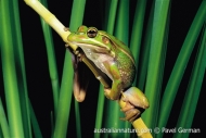 Green and Golden Bell Frog