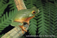 Dainty Tree Frog