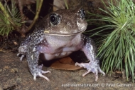 Giant Burrowing Frog