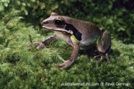 Green-thighed Frog