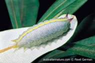 Macadamia Cup Moth Caterpillar