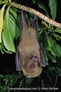 Fijian Monkey-faced Bat