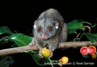 Southern Common Cuscus
