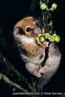 Painted Ringtail