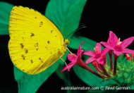 Common Grass Yellow Butterfly
