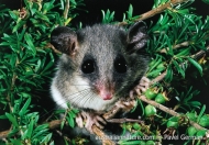 Eastern Pygmy-possum