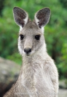 Kangaroo female
