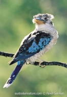 Blue-winged Kookaburra (N/A)
