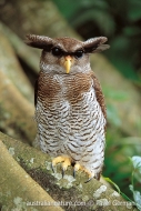 Barred Eagle-owl