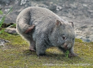 Common Wombat