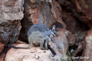 Black-flanked Rock-wallaby