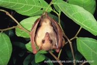 Common Blossom-bat