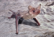 Southern Free-tailed Bat