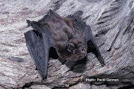 Chocolate Wattled Bat