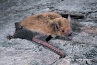 Inland Broad-nosed Bat
