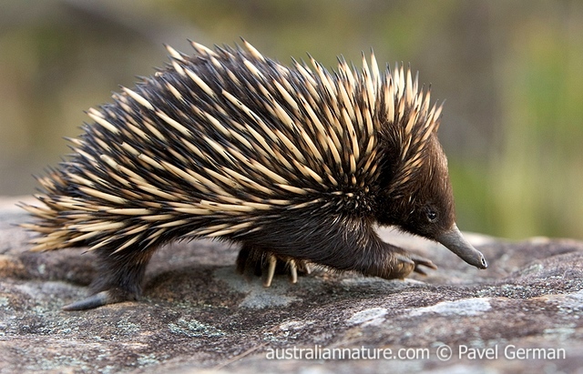 Animals Of Coastal Landscapes The Spiny Porcupine