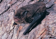 Eastern Forest Bat
