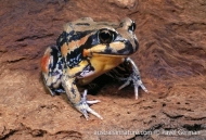 Giant Banjo Frog