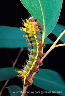 Emperor Gum Moth Caterpillar