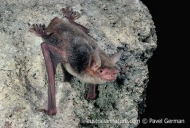 Moluccan Mouse-eared Bat