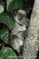 Grizzled Tree Kangaroo
