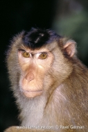 Southern Pigtail Macaque