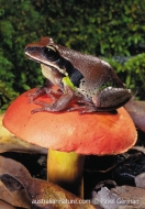 Green-Thighed Frog