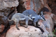 Black-flanked Rock-wallaby