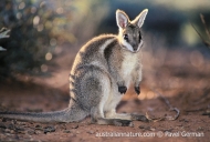 Bridled Nailtail Wallaby