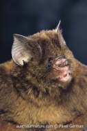 Fawn Horseshoe Bat