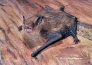 Southern Forest Bat