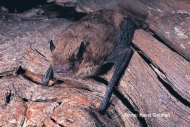 Eastern Broad-nosed Bat