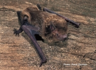 Greater Broad-nosed Bat