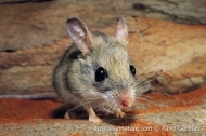 Spinifex Hopping-mouse